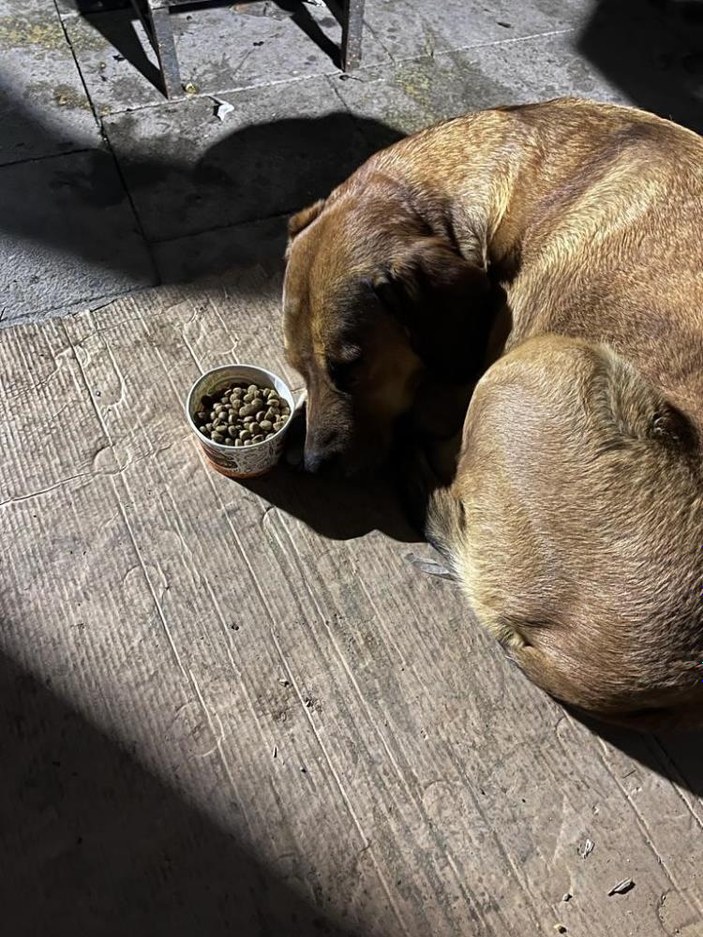 Hatay'da sahibini kaybeden köpek, depremden sonra yiyip içmeyi bıraktı