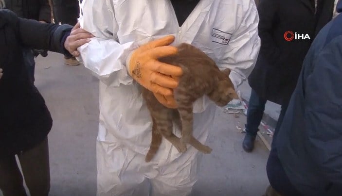 Hatay'da 248 saat sonra enkaz altından kedi çıkarıldı